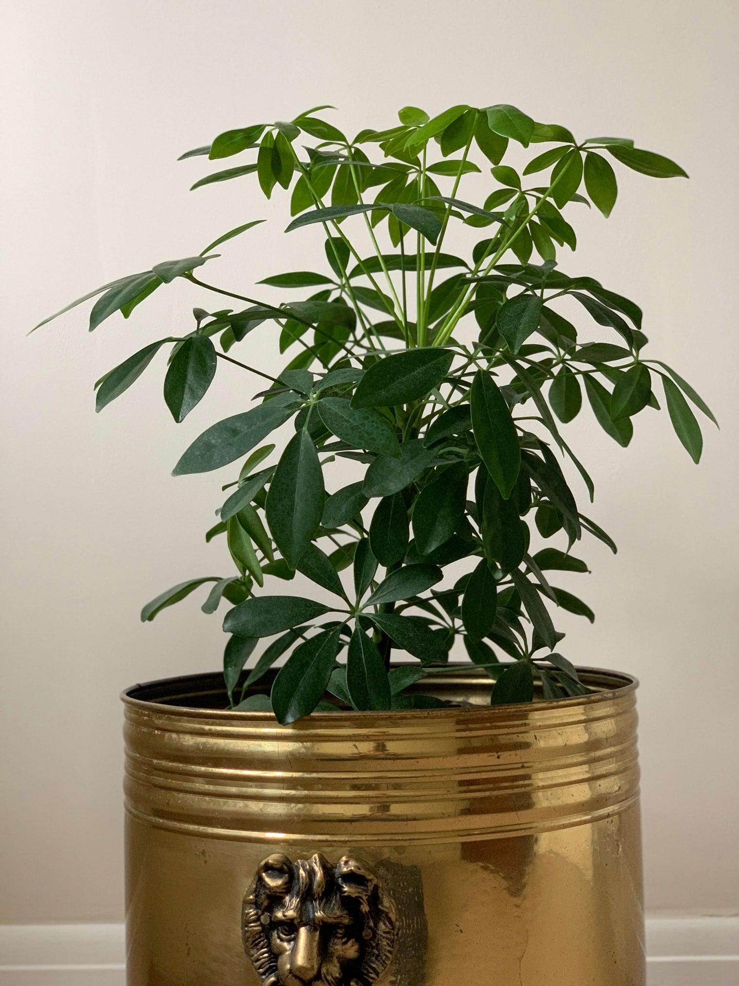 Vintage brass lion planter